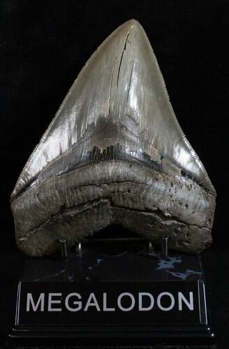 Glossy, Serrated Megalodon Tooth #13890